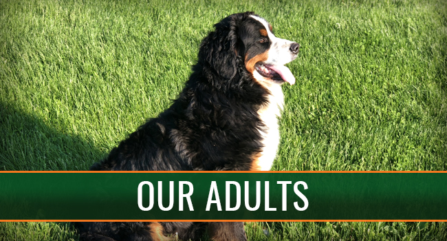Country Haven Puppies LLC Adult Dogs