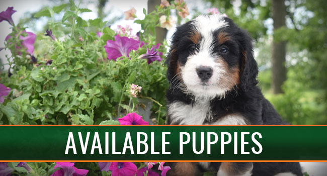 A Pennsylvania Breeder of Excellent Puppies - Country Haven Puppies