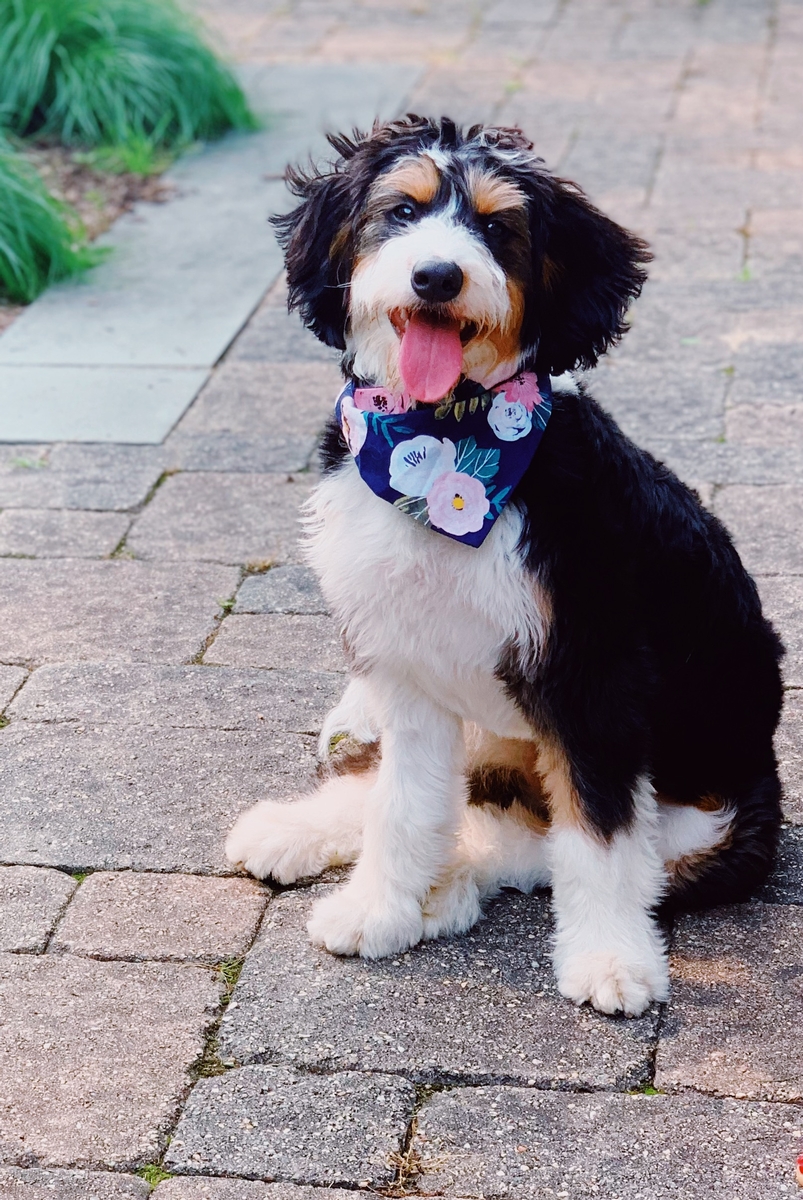 Trained Puppies Category Photo