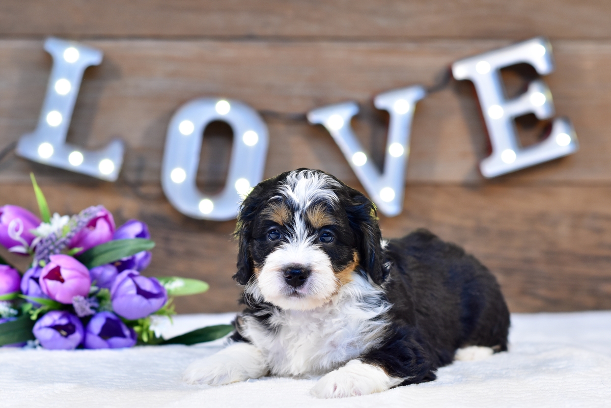 Bernedoodle Puppies Category Photo