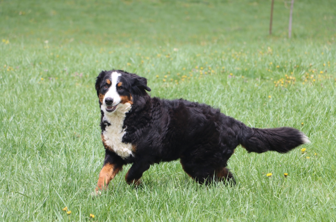 Rollo