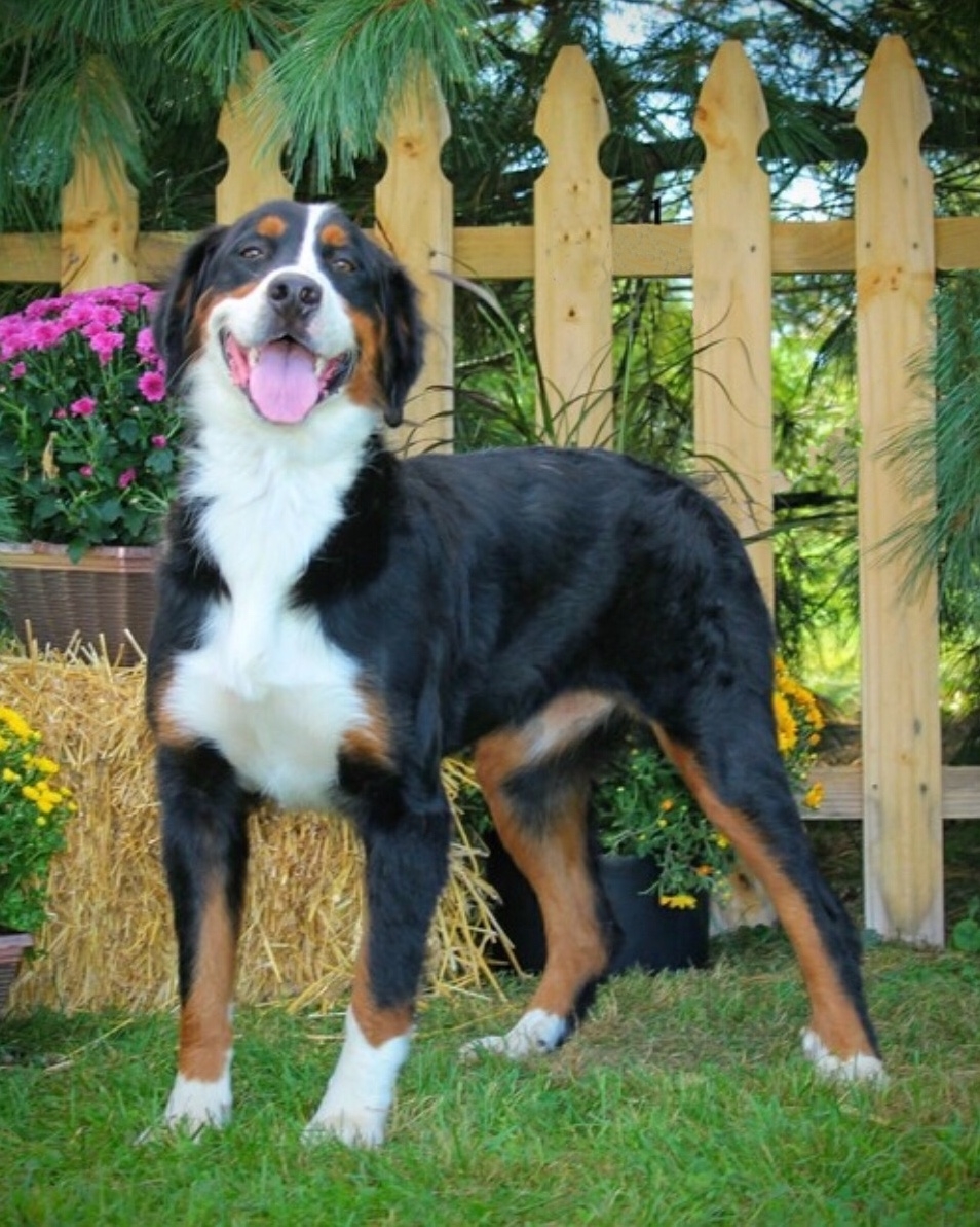 Bella
