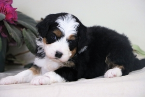 Sweety & Ronald’s Litter