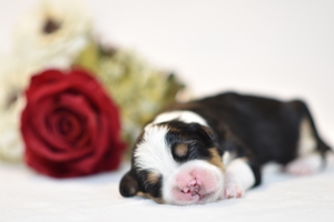 Bella and Ronald’s Litter