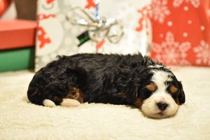 Mela and Ronald’s Litter