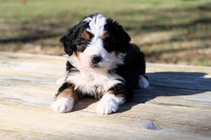 Kojo and Randall’s Litter