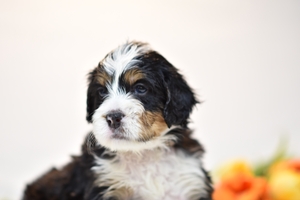 Zoe