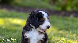 Juniper