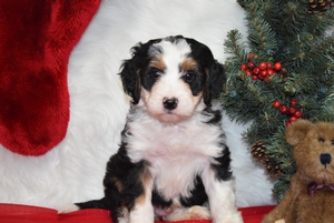 Dasher