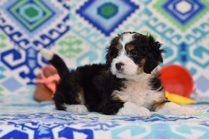 Bella & Ronald’s Litter