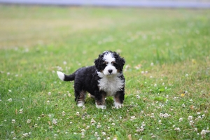 Haley & Ronald’s Litter
