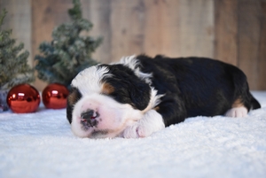 Bailey and Ronald’s Litter