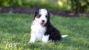 Jax