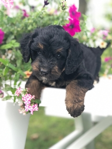 Elliot