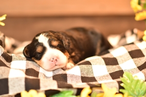 Annie & Ronald’s Litter