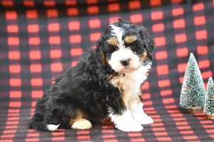 Winnie