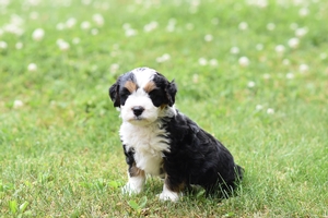 Duke