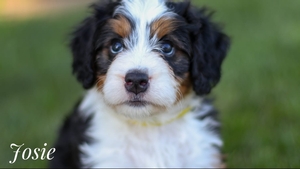 Josie