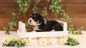 Lexi and Randall’s Litter