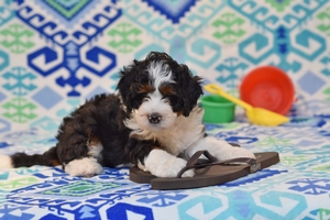 Oscar