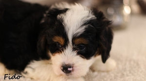 Fido