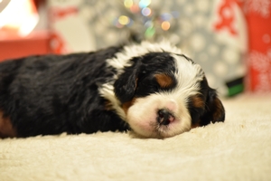 Annie and Ronald’s Litter