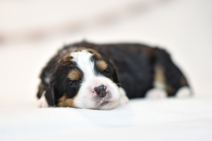 Mela & Ronald’s Litter