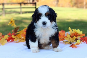 Baxter