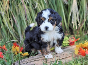 Victoria & Ronald’s Litter