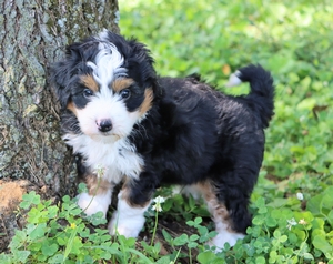 Daisy and Ronald’s Litter