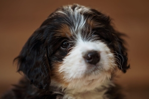 Tilly