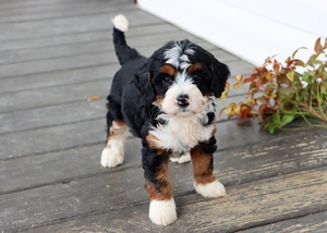 Daisy and Ronald’s Litter