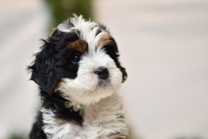 Marta and Ronald’s Litter