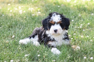 Bandit
