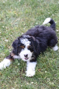 Baxter
