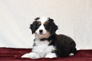 Lexi and Randall’s Litter