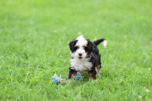 Rollo and Ronald’s Litter