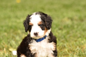 Teddy