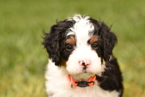 Tillie