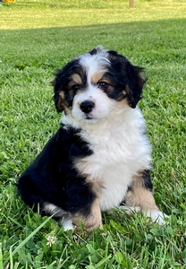 Xena