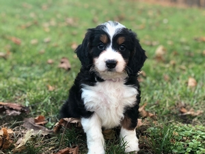 Haley & Ronald’s Litter