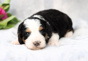 Mollie