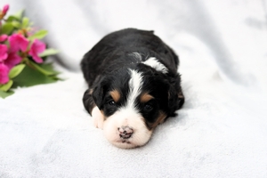 Murphy