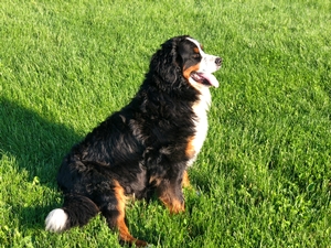 Our Dogs